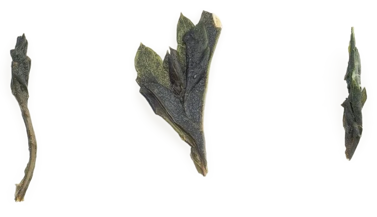 Koyo Artemisia tea pouch