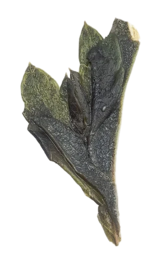 Artemisia leaf study