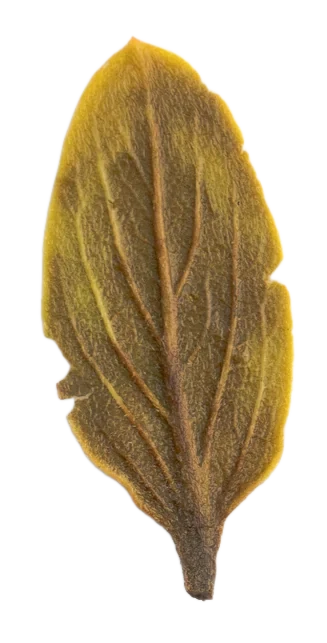 Persimmon Leaf leaf study