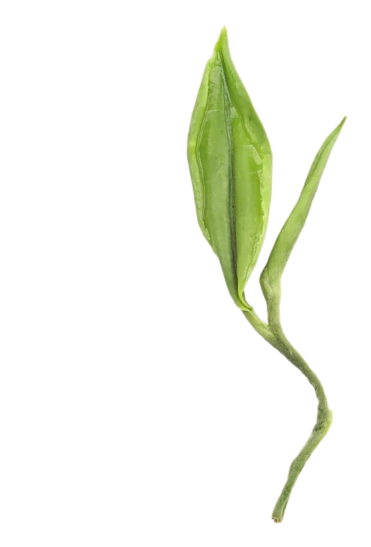 Sejak leaf study