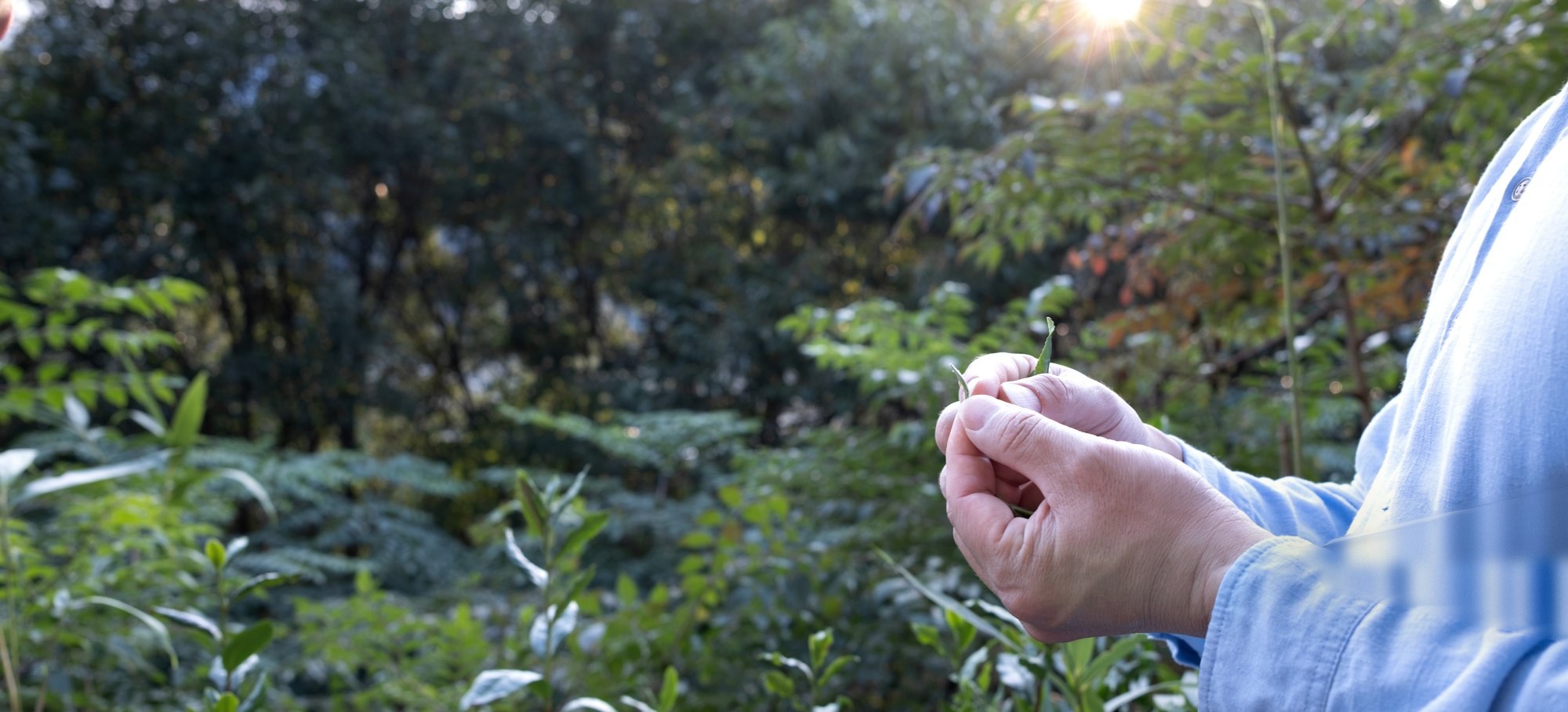 A baby green tea leaf held between a grower's fingers