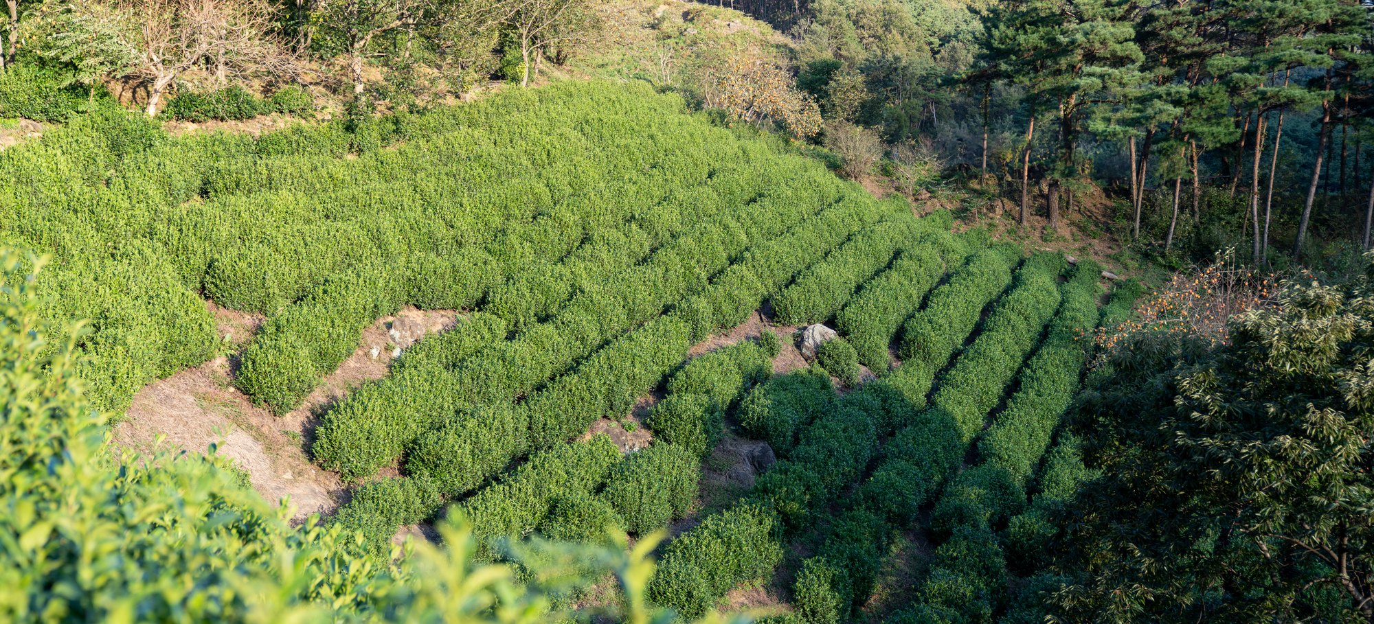 The tea field in Hadong where Koyo's tea is harvested